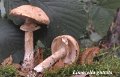Limacellopsis guttata-amf2070